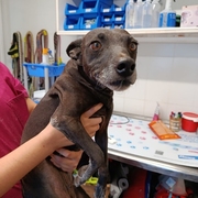 Sissy (ELOISE) Imagen 7